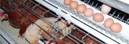 برنامه&zwnj;های دولت برای حمایت از تولید مرغ و تخم&zwnj;مرغ/ صادرات آزاد شد