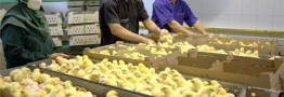 راهی برای پایان سریال جوجه&zwnj;کُشی