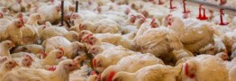 مازاد تولید مرغ داریم/خطر تعطیلی برخی از مرغداری&zwnj;ها
