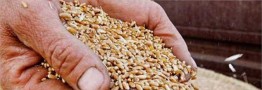 رشد 25 دلاری قیمت گندم/چراتوافق روسیه و اوکراین تنها یک روز در قیمت جهانی تاثیر داشت
