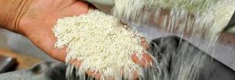 بازار برنج به آرامش می&zwnj;رسد/ تولید بالا رفت و صادرات لغو شد