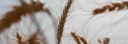 آغاز صادرات از اوکراین قیمت جهانی کالاهای اساسی را شکست