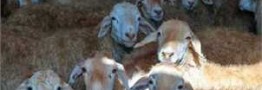 بررسی ابعاد صادرات دام/ ضرورت خروج دام مازاد از مراتع جهت حفظ منابع طبیعی&zwnj;