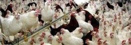 کاهش قیمت مرغ تا مرز ۵۰ هزار تومان/ تحویل نهاده با ۲ ماه تاخیر انجام می&zwnj;شود