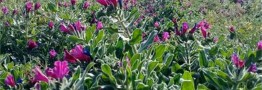 سطح زیر کشت گیاهان دارویی افزایش می&zwnj;یابد