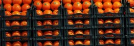تنظیم بازار میوه شب عید به بخش خصوصی واگذار شد