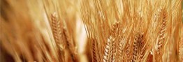 نرخ خرید تضمینی گندم به زودی اصلاح می&zwnj;شود