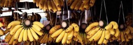 علت گرانی موز و پیاز، نوسان نرخ ارز و افزایش صادرات است