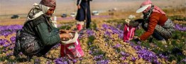 قیمت حداقل و حداکثر زعفران اعلام شد