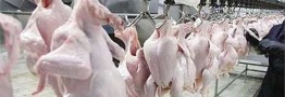 پیش بینی صادرات مرغ مازاد پس از ماه مبارک رمضان