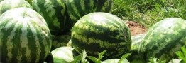 افزایش ۶۶.۶۷ درصدی قیمت هندوانه در هفته جاری