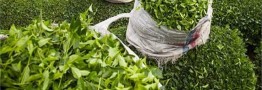 بازگشایی مجدد ثبت سفارشات چای