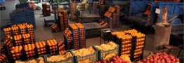 تدارک میوه شب عید از هم&zwnj;اکنون آغاز شد