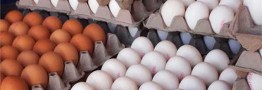 ارتقاء رتبه جهانی ایران در تولید تخم&zwnj;مرغ