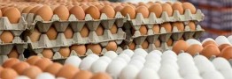قیمت مصوب هر کیلو تخم&zwnj;مرغ برای مصرف&zwnj;کننده ۵۶ هزار تومان