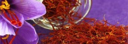 آغاز برداشت پیک زعفران طی روزهای آتی