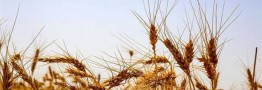 تولید محصولات استراتژیک از گندم تا شکر
