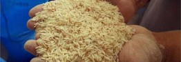 کاهش قیمت برنج ایرانی در فصل تولید