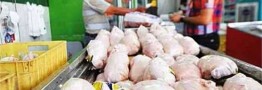 فروش مرغ ۸ هزار تومان بالاتر از نرخ مصوب/ وزارت کشاورزی ورود کند