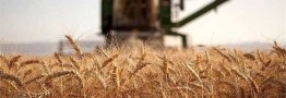 کاهش قیمت جهانی گندم