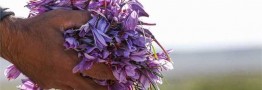 افزایش ۵۱ درصدی صادرات طلای سرخ