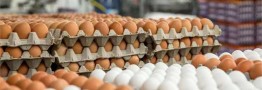 جدیدترین قیمت تخم مرغ محلی و بسته بندی در بازار/ قیمت هر شانه تخم مرغ ۲۰ عددی چند شد؟