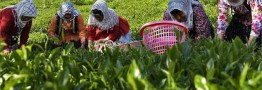 اختلاس ۳ میلیارد دلاری تعادل بازار چای را بر هم زد