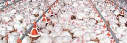 قیمت مرغ کاهش می&zwnj;یابد