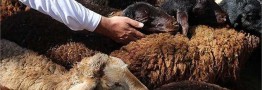 تولید گوشت قراردادی اجرا می&zwnj;شود