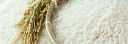 واردات بی&zwnj;رویه برنج راهکار مناسبی برای تنظیم بازار نیست