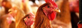 قیمت هر کیلو خرید حمایتی مرغ زنده درب واحد مرغداری ۵۸ هزار تومان شد