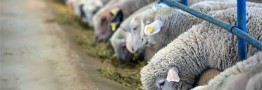 قیمت دام زنده منطقی می&zwnj;شود؟/ تعادل در بازار گوشت