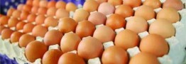 قیمت هر کیلو تخم مرغ پوسته قهوه&zwnj;ای ۵۰ هزار تومان اعلام شد