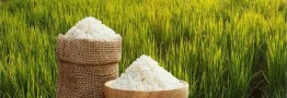 افزایش قیمت برنج ایرانی/ نقش یک شرکت بزرگ در خرید محصولات انبارشده