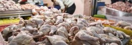 التهاب در بازار مرغ به زودی فروکش می&zwnj;کند