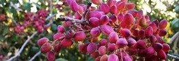 پیشرفت صنعت پسته ایران در بهداشت و بسته&zwnj;بندی/ ۱۰۰ درصد کانتینرهای صادراتی آزمایش می&zwnj;شوند