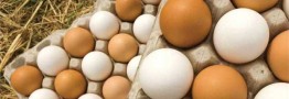 قیمت تخم مرغ درب مرغداری به ۳۰ هزارتومان رسید