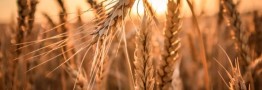 دلار برای گندم و دارو ۲۸ هزار و ۵۰۰ تومان می&zwnj;ماند/ الباقی کالا&zwnj;های اساسی به تالار دوم منتقل می&zwnj;شوند