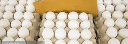 تخم&zwnj;مرغ غذای تمام آحاد جامعه است