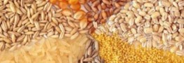 قیمت مصوب جدید نهاده&zwnj;های دامی، روغن و شکر خام اعلام شد