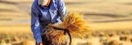 بلاتکلیفی حق بیمه گندم&zwnj;کاران و ۵ درصد مطالباتی که تسویه نمی&zwnj;شود