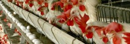 قیمت مرغ و تخم مرغ در سمنان بین ۲۰ تا ۲۵درصد ارزان&zwnj;تر از دیگر استان&zwnj;ها