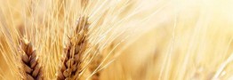 معرفی وکس های پایه زیستی برای کاربردهای پلاستیکی توسط شرکت Clariant