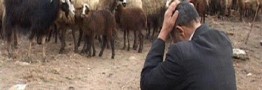بحران کمبود نهاده&zwnj;های دامی؛ دلالان عمده نهاده یارانه&zwnj;ای را جذب می&zwnj;کنند