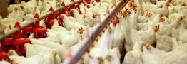 ایران به خودکفایی صددرصدی در گوشت مرغ و تخم&zwnj;مرغ رسید