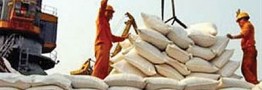 حجتی: واردات برنج از پایان تیر ممنوع است/تولیدبیش از30هزارتن چای خشک