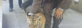توله ببر بنگال جنجالی مشهد در یک باغ پیدا شد