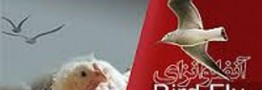 مصرف مرغ و تخم مرغ های محلی ممنوع است/ریزش پرندگان مهاجر در نیمی از کشور