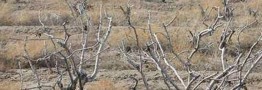 امسال نسبت به میانگین بلندمدت، ۴۰ درصد کاهش بارش داشته&zwnj;ایم