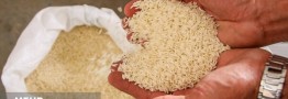لغو ممنوعیت ترخیص برنج در فصل برداشت